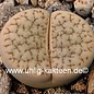 Lithops hookeri v. dabneri