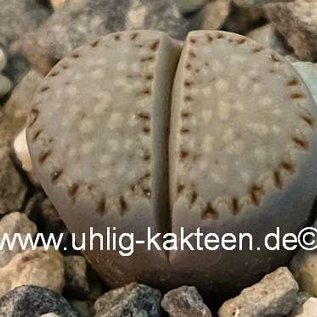 Lithops julii C 122 s. fulleri v. fulleri 125 km Kenhardt, Northern Cape, SA