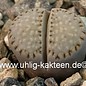 Lithops julii C 122 s. fulleri v. fulleri 125 km Kenhardt, Northern Cape, SA