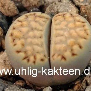 Lithops julii ssp. fulleri v. rouxii C 217 70km WSW Warmbad, N