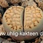 Lithops julii ssp. fulleri v. rouxii C 217 70km WSW Warmbad, N