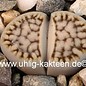 Lithops julii ssp. julii (syn. Littlewoodii) C 218 TL 40km WSW Warmbad, N