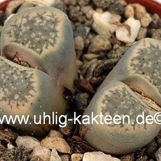 Lithops verruculosa v. verruculosa C 230 C 75km E Gamoep, Northern Cape, SA