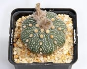 Astrophytum