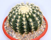 Echinocactus