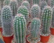 Pachycereus