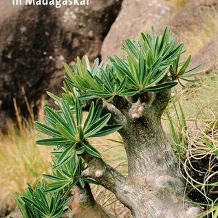 Pachypodium in Madagaskar Walter Röösli