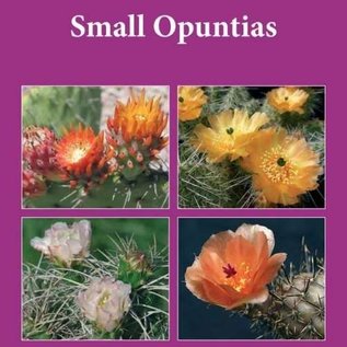 Petits Opuntias Pilbeam et Perdrix