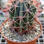 Ferocactus peninsulae   Rancho Canipolé