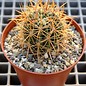 Ferocactus viridescens v. littoralis DH 351