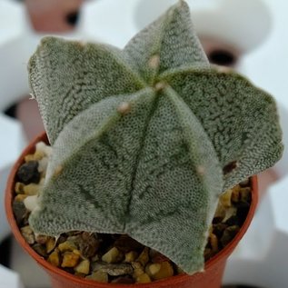 Astrophytum myriostigma-Hybr.    gepfr.