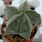 Astrophytum myriostigma-Hybr.    gepfr.