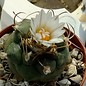 Turbinicarpus macrochele fo. frailensis  Los Laurelos   CITES, not outside EU