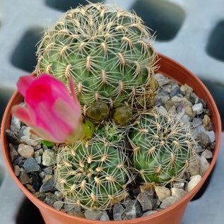 Sulcorebutia crispata  HS 125 Cordillera Mandinga, Zudanez, Chihuahua, Bolivien, 2700 m