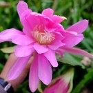 Epiphyllum-Hybr. Rosa Königin