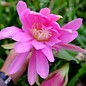 Epiphyllum-Hybr. Rosa Königin