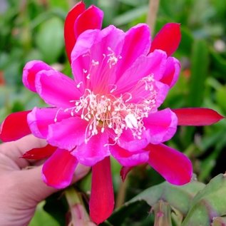 Epiphyllum-Hybr. Malchos Beauty