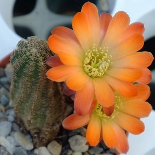 Rebutia torquata  FR 1117 Tupiza to Impora, Mal Paso, Potosí, Bolivia