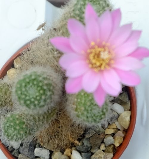 Rebutia Spn Narvaez Syn Aylostera Uhlig Kakteen Über 5000 Verschiedene Arten 5825