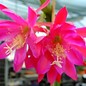 Epiphyllum-Hybr. Leos Zauber