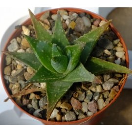 Gastrolea Gasteria vlokii x Aloe humilis