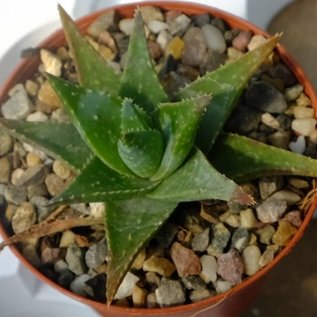 Gastrolea Gasteria vlokii x Aloe humilis