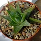 Gastrolea Gasteria vlokii x Aloe humilis