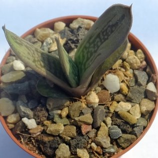 Gasteria cv. Silver Dragon