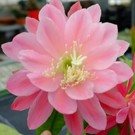 Epiphyllum-Hybr. Meadow Rose