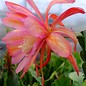 Epiphyllum-Hybr. Tequila Sunrise