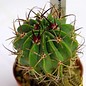 Ferofossulocactus F2-Hybride LEIBNITZ