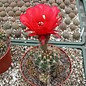 Echinopsis crassicaulis