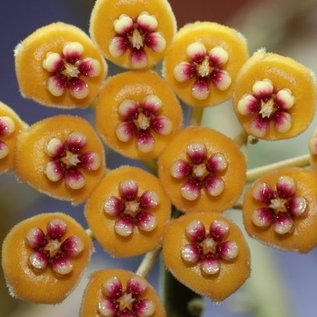 Hoya waymaniae   Malaysia