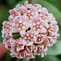 Hoya carnosa compacta -Krinkle Kurl-