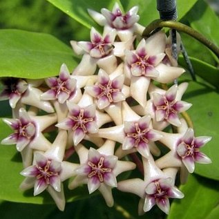 Hoya darwinii