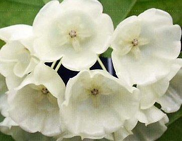 Hoya danumensis Hoya danumensis