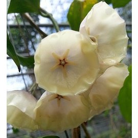 Hoya campanulata