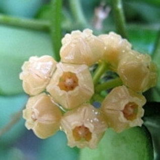 Hoya heuschkeliana  cv. Yellow Flower