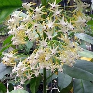 Hoya multiflora  Philipinas