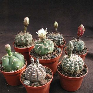 Assortimento Gymnocalycium