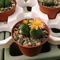 Conophytum bilobum v. Z