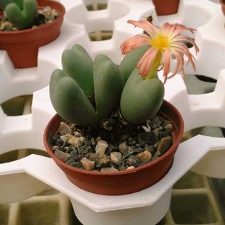 Conophytum bilobum absimile