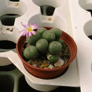 Conophytum meyeri