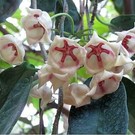 Hoya archboldiana  cv. Big White Flower