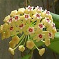 Hoya dolichosparte   cv. Yellow Flower