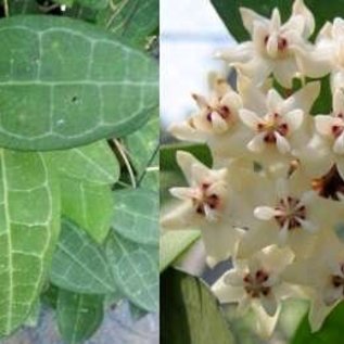 Hoya elliptica