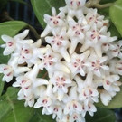 Hoya elliptica