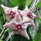 Hoya filiformis