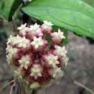 Hoya finlaysonii  cv. Esta