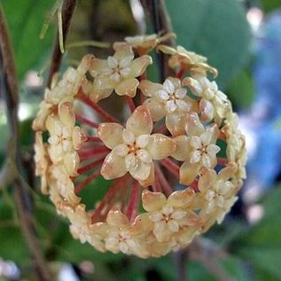 Hoya finlaysonii  cv. Orabella